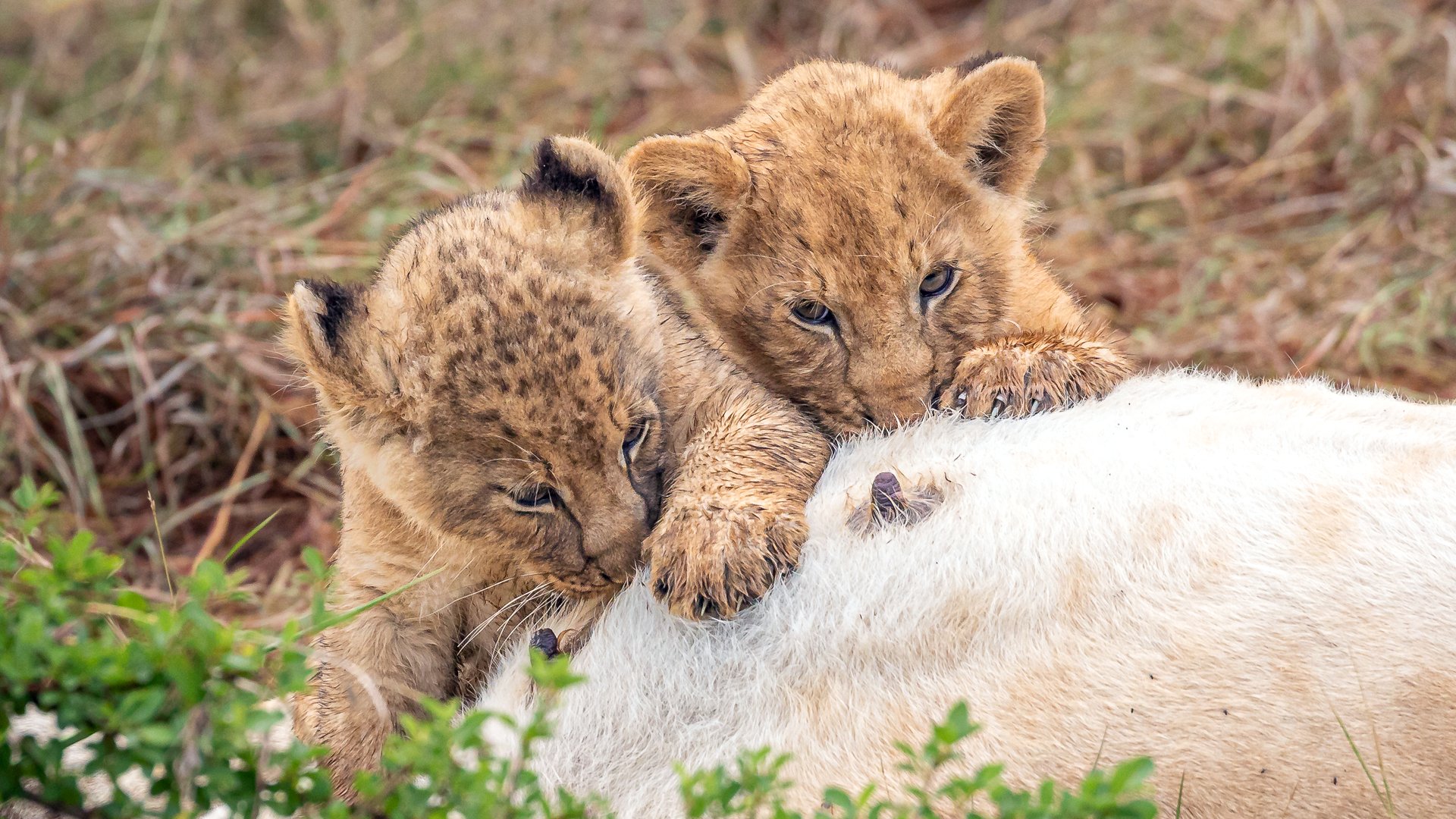 safari holidays for wheelchair users