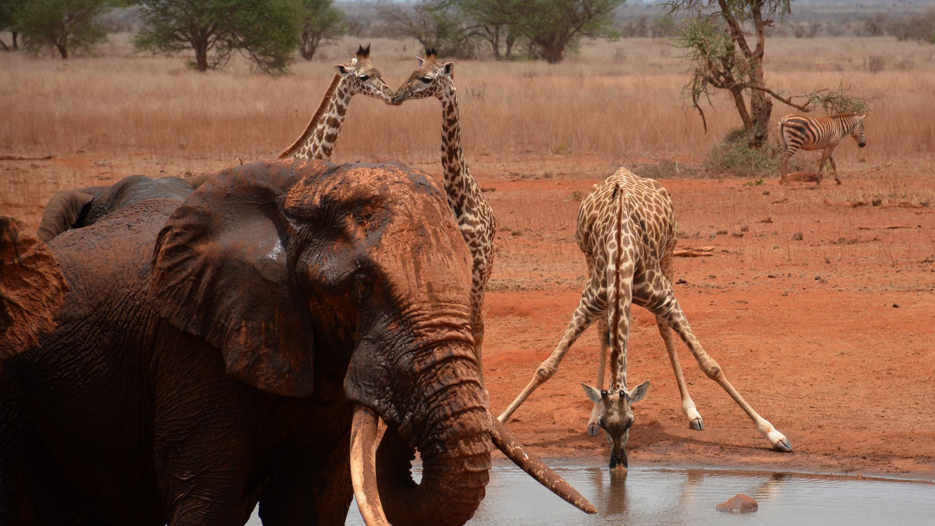 african safari for handicapped