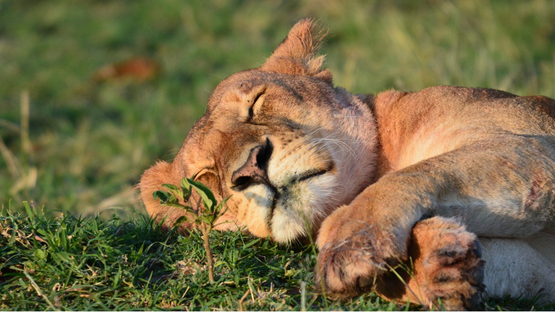 safari holidays for wheelchair users